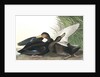 Dusky Duck, Anas Obscura, 1845 by John J. Audubon