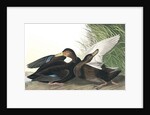 Dusky Duck, Anas Obscura, 1845 by John J. Audubon