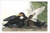 Dusky Duck, Anas Obscura, 1845 by John J. Audubon