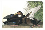 Dusky Duck, Anas Obscura, 1845 by John J. Audubon