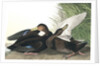 Dusky Duck, Anas Obscura, 1845 by John J. Audubon