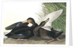Dusky Duck, Anas Obscura, 1845 by John J. Audubon
