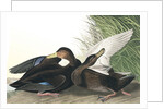 Dusky Duck, Anas Obscura, 1845 by John J. Audubon