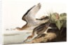 Bartram Sandpiper, Bartramia Longicauda, 1845 by John J. Audubon