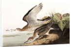 Bartram Sandpiper, Bartramia Longicauda, 1845 by John J. Audubon