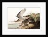 Bartram Sandpiper, Bartramia Longicauda, 1845 by John J. Audubon