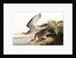 Bartram Sandpiper, Bartramia Longicauda, 1845 by John J. Audubon