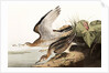 Bartram Sandpiper, Bartramia Longicauda, 1845 by John J. Audubon