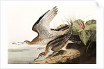 Bartram Sandpiper, Bartramia Longicauda, 1845 by John J. Audubon