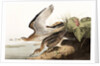 Bartram Sandpiper, Bartramia Longicauda, 1845 by John J. Audubon