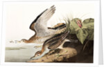Bartram Sandpiper, Bartramia Longicauda, 1845 by John J. Audubon