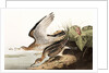 Bartram Sandpiper, Bartramia Longicauda, 1845 by John J. Audubon