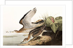 Bartram Sandpiper, Bartramia Longicauda, 1845 by John J. Audubon