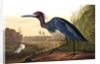 Blue Crane or Heron, Ardea Coerulea, 1845 by John J. Audubon
