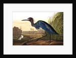 Blue Crane or Heron, Ardea Coerulea, 1845 by John J. Audubon