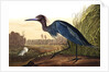 Blue Crane or Heron, Ardea Coerulea, 1845 by John J. Audubon