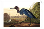 Blue Crane or Heron, Ardea Coerulea, 1845 by John J. Audubon