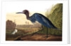 Blue Crane or Heron, Ardea Coerulea, 1845 by John J. Audubon