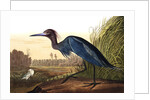 Blue Crane or Heron, Ardea Coerulea, 1845 by John J. Audubon