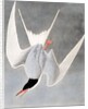 Great Tern, Sterna Hirundo, 1845 by John J. Audubon