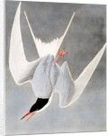 Great Tern, Sterna Hirundo, 1845 by John J. Audubon