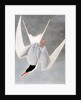 Great Tern, Sterna Hirundo, 1845 by John J. Audubon
