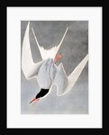 Great Tern, Sterna Hirundo, 1845 by John J. Audubon