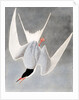 Great Tern, Sterna Hirundo, 1845 by John J. Audubon
