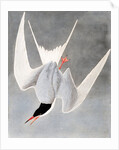 Great Tern, Sterna Hirundo, 1845 by John J. Audubon