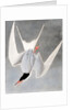 Great Tern, Sterna Hirundo, 1845 by John J. Audubon