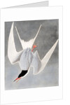 Great Tern, Sterna Hirundo, 1845 by John J. Audubon