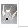 Great Tern, Sterna Hirundo, 1845 by John J. Audubon