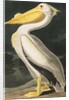 American White Pelican, Pelecanus Erythrorhynchos, 1845 by John J. Audubon