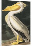 American White Pelican, Pelecanus Erythrorhynchos, 1845 by John J. Audubon
