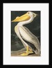 American White Pelican, Pelecanus Erythrorhynchos, 1845 by John J. Audubon