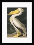 American White Pelican, Pelecanus Erythrorhynchos, 1845 by John J. Audubon