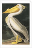 American White Pelican, Pelecanus Erythrorhynchos, 1845 by John J. Audubon