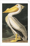 American White Pelican, Pelecanus Erythrorhynchos, 1845 by John J. Audubon