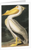 American White Pelican, Pelecanus Erythrorhynchos, 1845 by John J. Audubon