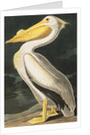 American White Pelican, Pelecanus Erythrorhynchos, 1845 by John J. Audubon