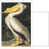 American White Pelican, Pelecanus Erythrorhynchos, 1845 by John J. Audubon