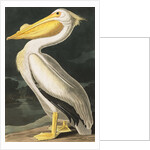 American White Pelican, Pelecanus Erythrorhynchos, 1845 by John J. Audubon