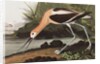 American Avocet, Recurvirostra Americana, 1845 by John J. Audubon