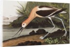 American Avocet, Recurvirostra Americana, 1845 by John J. Audubon