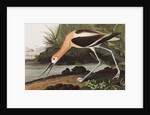 American Avocet, Recurvirostra Americana, 1845 by John J. Audubon