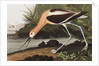 American Avocet, Recurvirostra Americana, 1845 by John J. Audubon