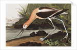 American Avocet, Recurvirostra Americana, 1845 by John J. Audubon
