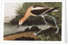 American Avocet, Recurvirostra Americana, 1845 by John J. Audubon