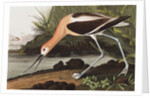 American Avocet, Recurvirostra Americana, 1845 by John J. Audubon