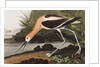 American Avocet, Recurvirostra Americana, 1845 by John J. Audubon